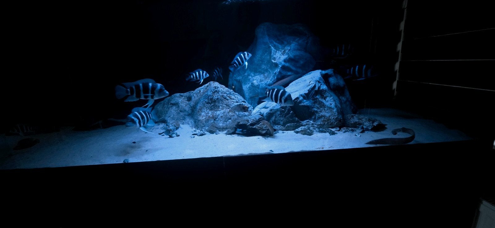 frontosa, Dieren en Toebehoren, Vis