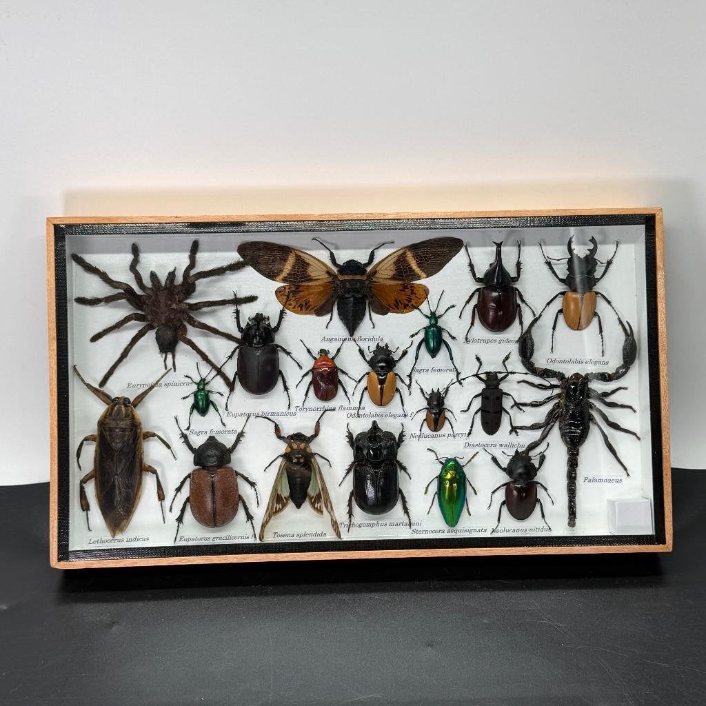 Insectendoos met 18 insecten