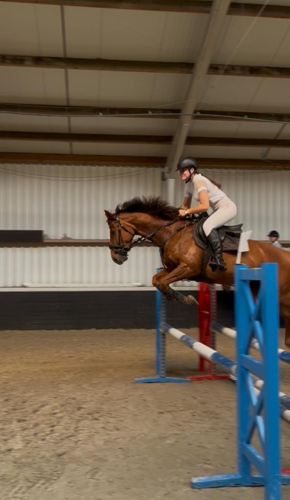 Prachtige merrie met interessante afstamming, Dieren en Toebehoren, Pony's, Springpony, 3 tot 6 jaar, Merrie, E pony (1.48m - 1.57m)