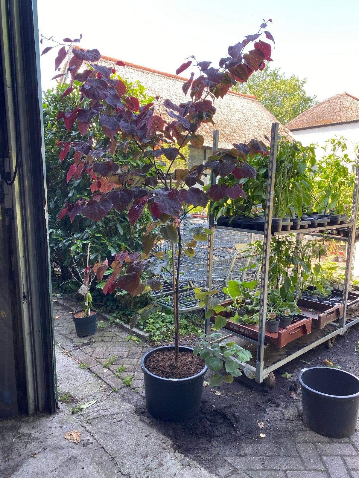 Cercis forest pantsy, Ophalen, Volle zon, Overige soorten