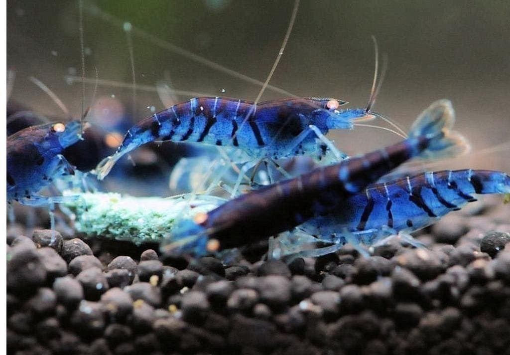Garnalen eigen import dus vol op kleur, Dieren en Toebehoren, Vissen | Aquariumvissen, Vis