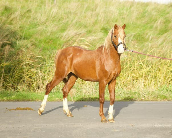 2j welsh hengst, 3 shets +merrie veulens, Dieren en Toebehoren, Minder dan 160 cm, Met stamboom, Dressuurpaard, 3 tot 6 jaar