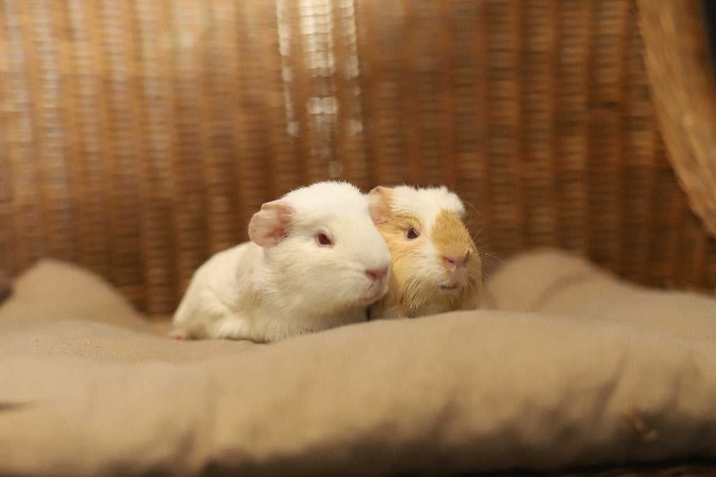 Jonge Cavia's | Mooie diertjes | Verschillende kleurslagen, Dieren en Toebehoren, Knaagdieren, Juni, Meerdere dieren, Cavia