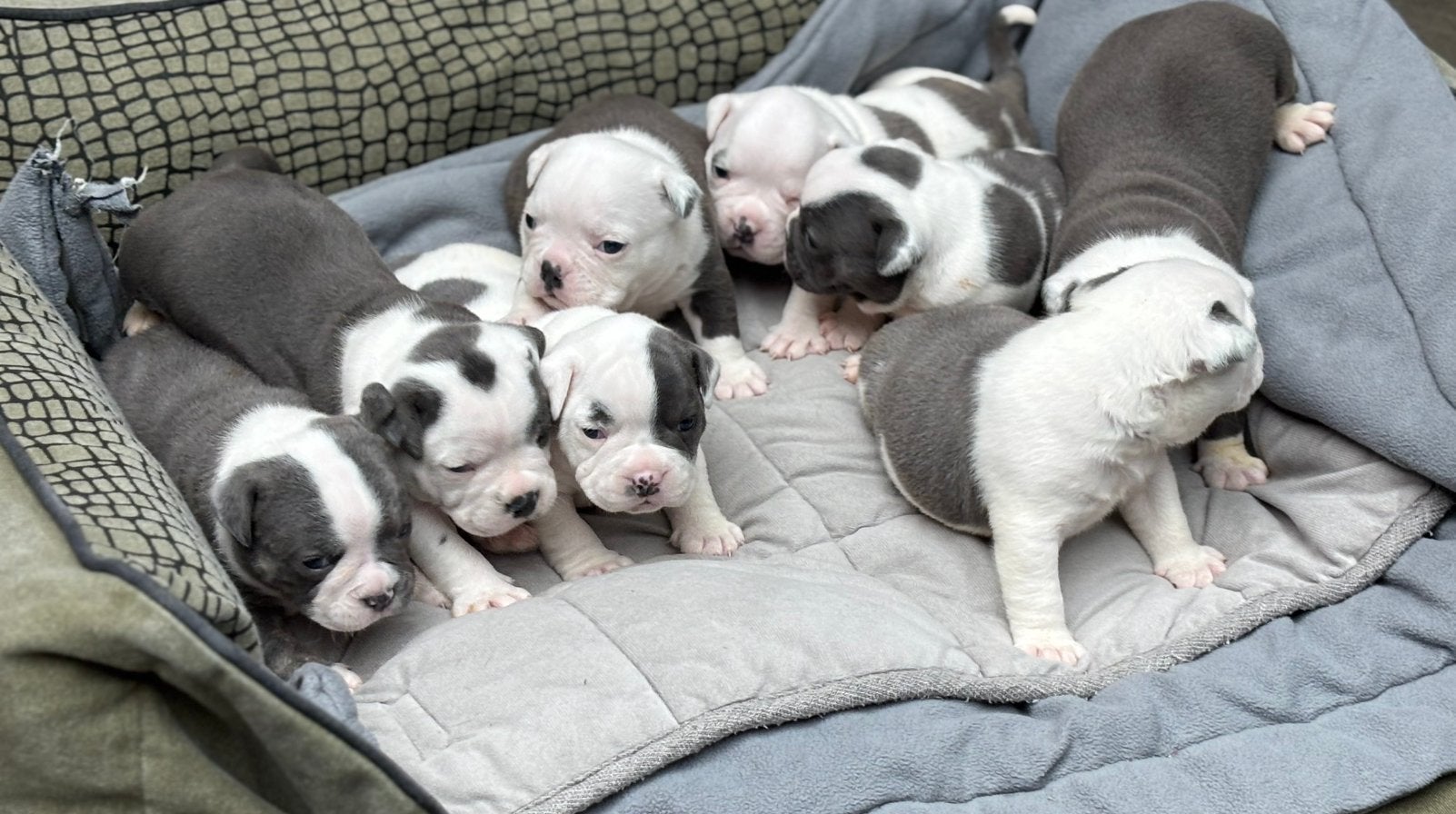 Old English Bulldog pups, Parvo, 8 tot 15 weken, Bulldog, Meerdere