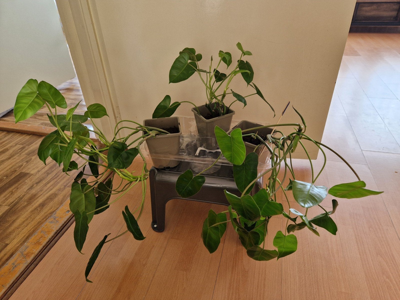 Philodendron Burle Marx kamerplant klimop hangplant 3v25, Huis en Inrichting, Kamerplanten, Ophalen, Halfschaduw, In pot, Minder dan 100 cm