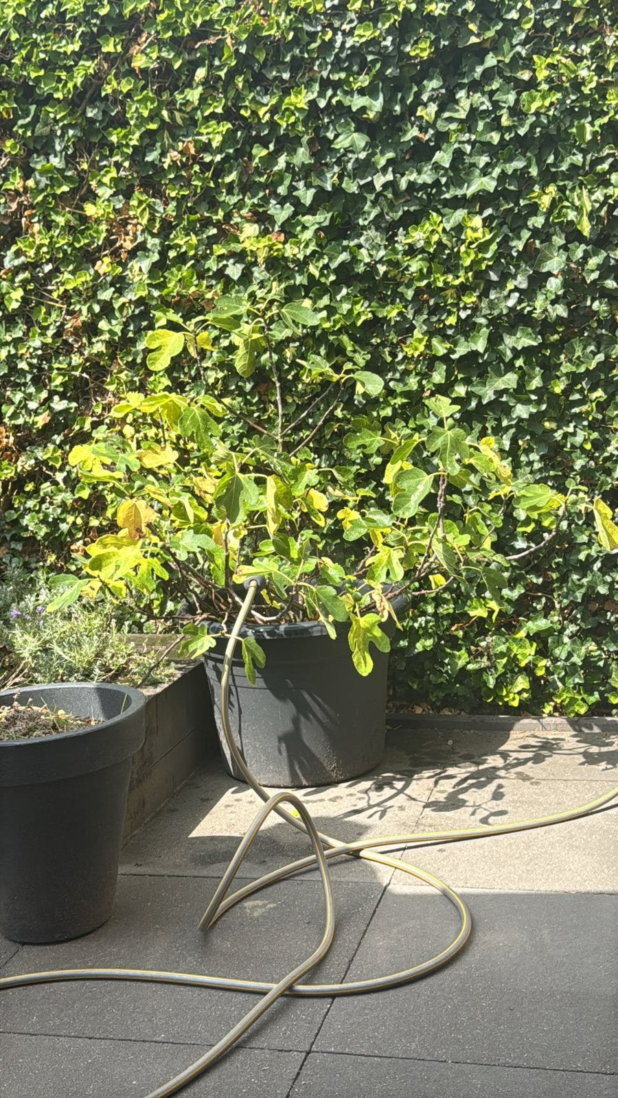 Vijgenplant in pot - Ficus carica, Ophalen, Volle zon, Vaste plant, Zomer