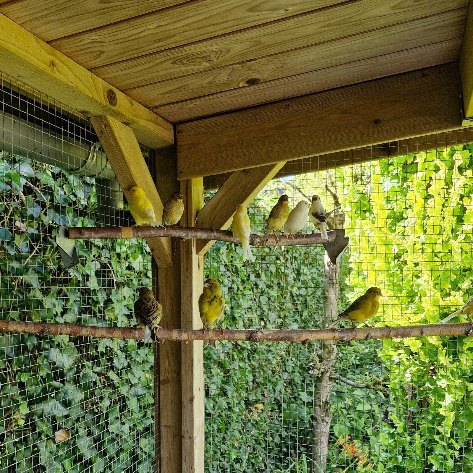 32 kanaries, Dieren en Toebehoren, Vogels | Kanaries, Meerdere dieren, Kleurkanarie