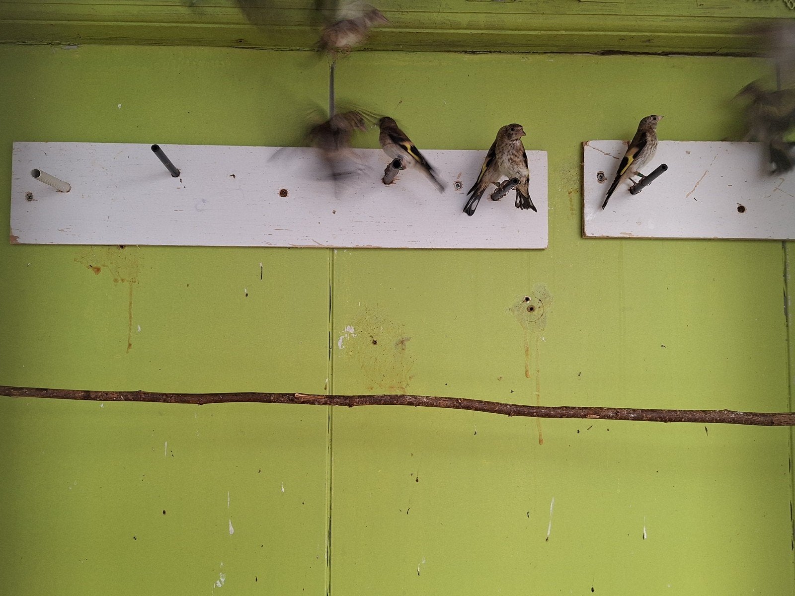 te koop, Meerdere dieren, Wildzangvogel, Geringd