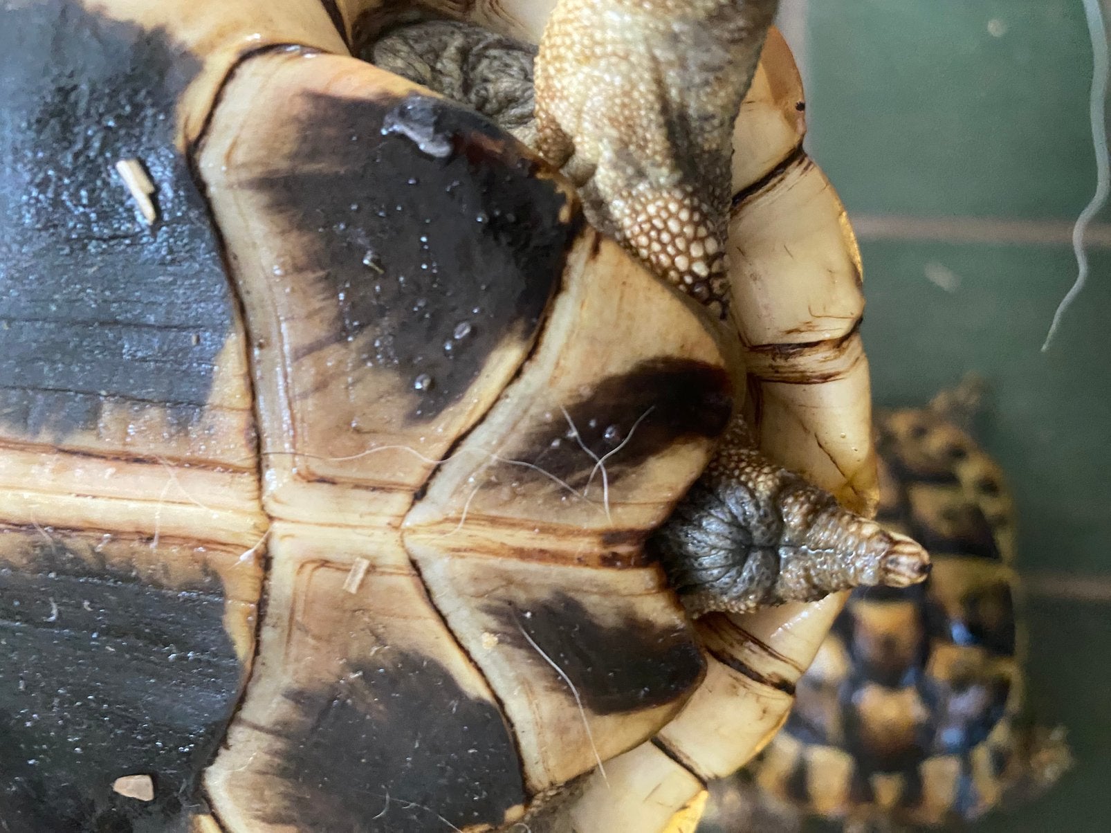 Griekse landschildpad Tortoise photo 3