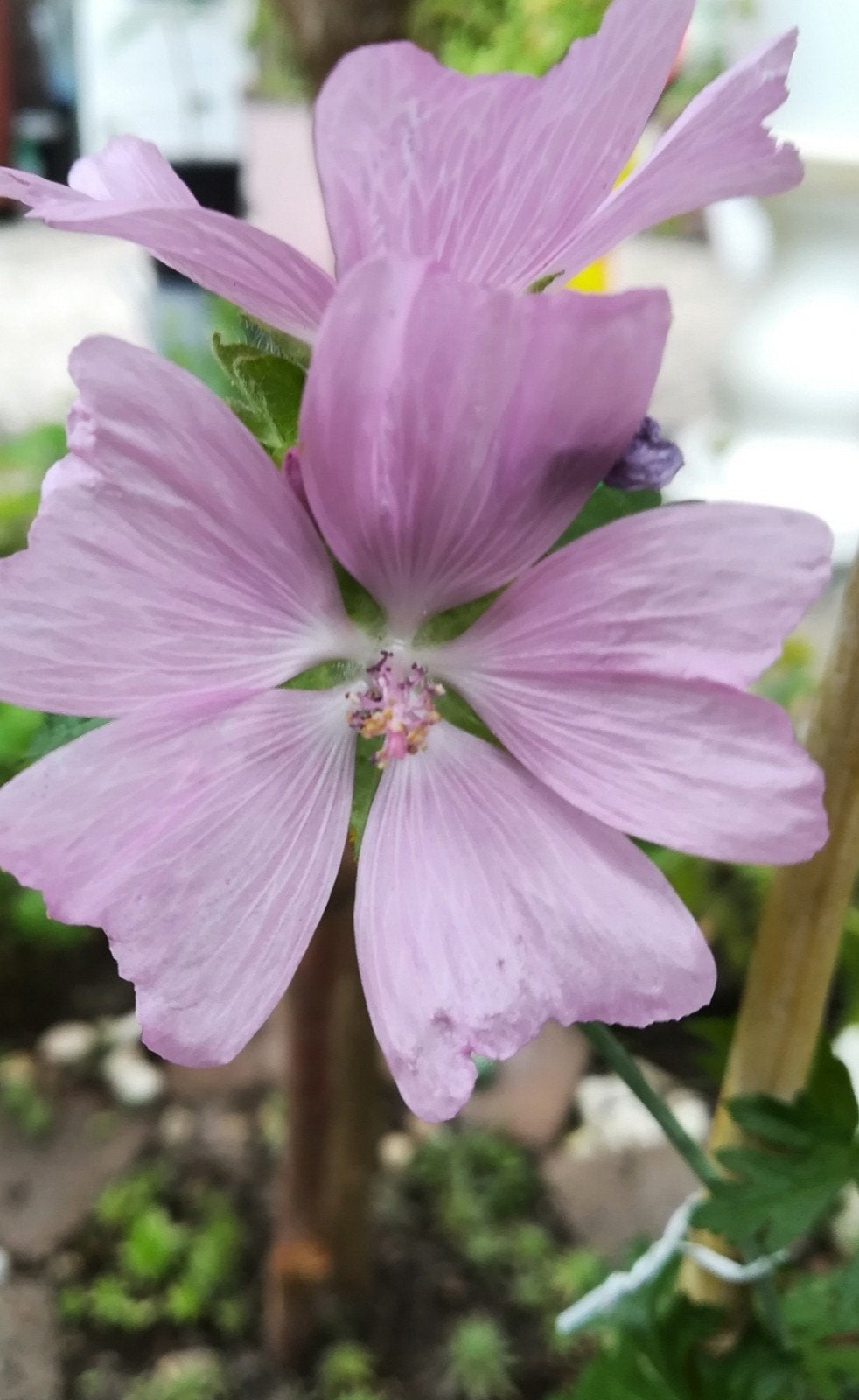 Muskuskaasjeskruid zaden, Malva moschata, Tuin en Terras, Verzenden, Volle zon