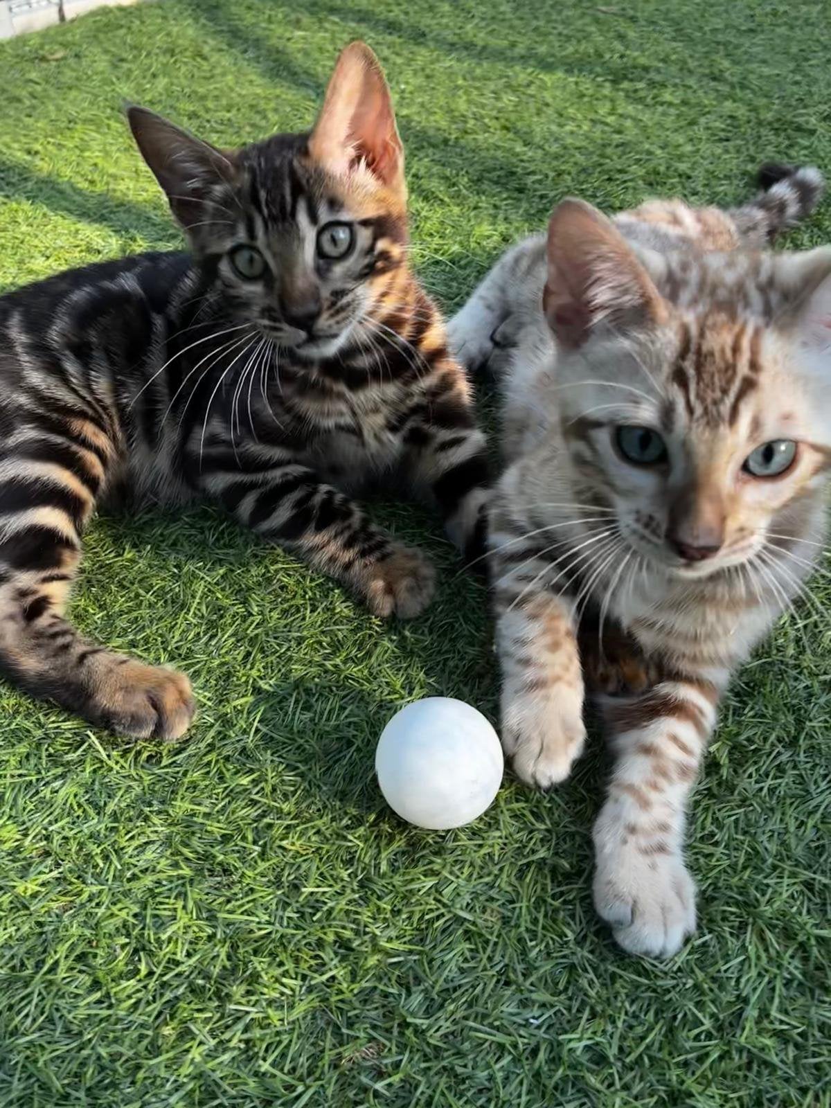 Prachtige Raszuivere bengaalse kittens met stamboom, Dieren en Toebehoren, Katten en Kittens | Raskatten | Korthaar, Meerdere dieren