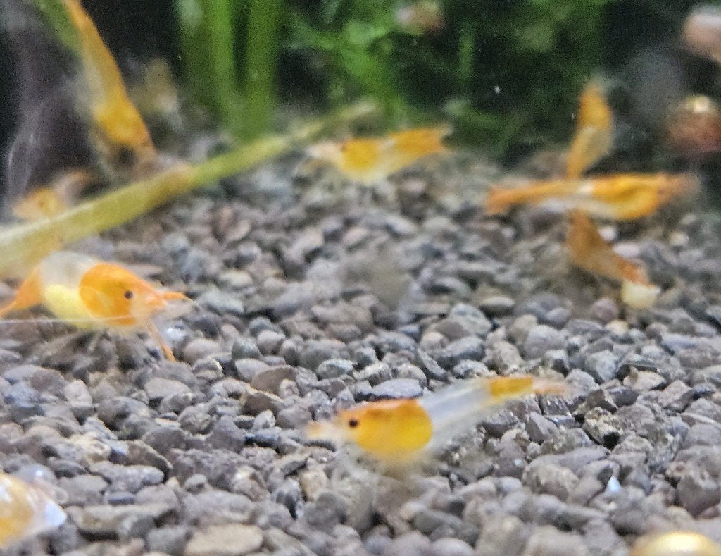 Oranje Rili (oranje/wit gestreepte neocaridina garnaal), Dieren en Toebehoren, Vissen | Aquariumvissen, Kreeft, Krab of Garnaal