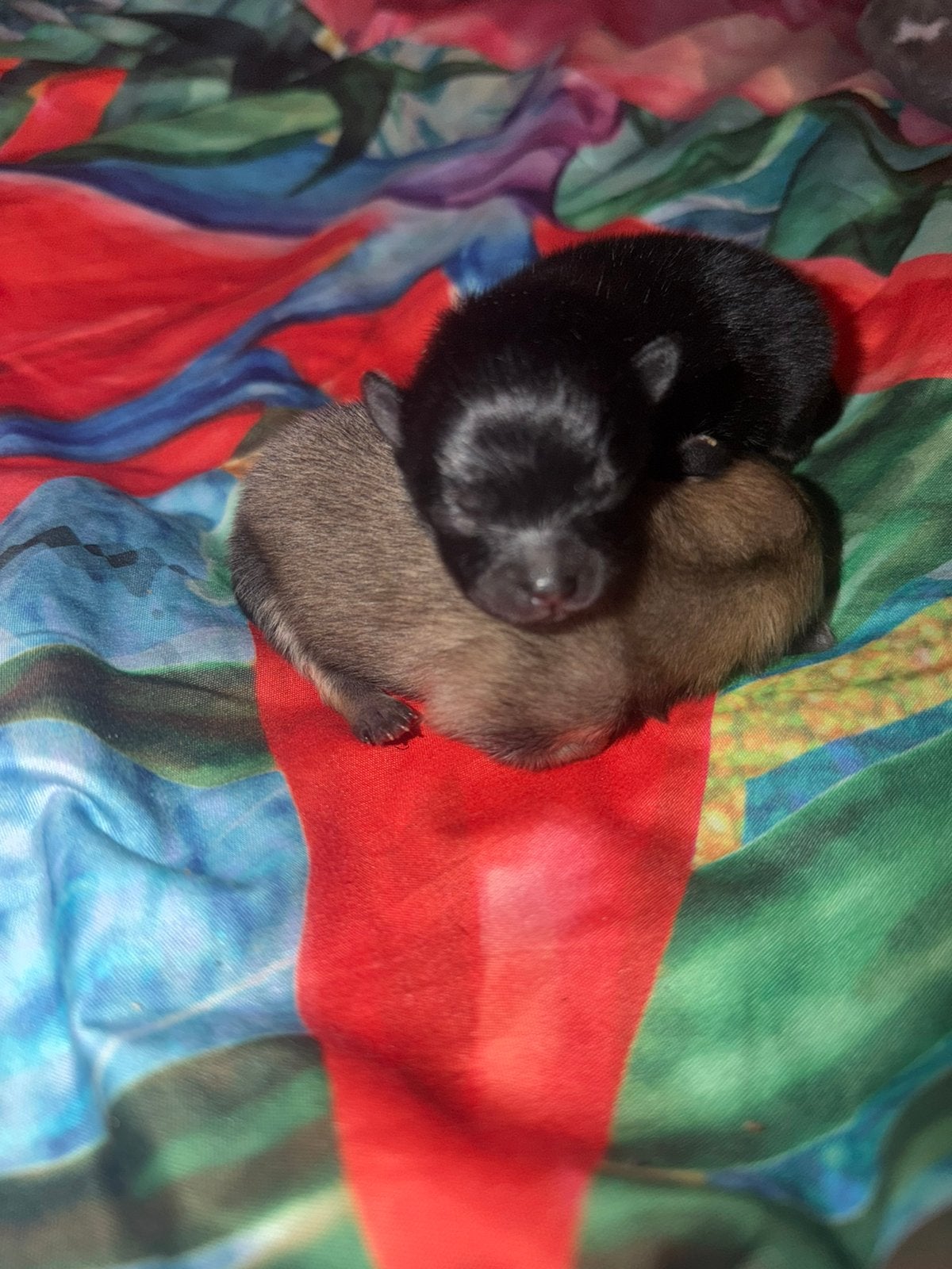 Pomeriaan/ dwergkees pups verwacht, Overige rassen, CDV (hondenziekte), 8 tot 15 weken, Meerdere