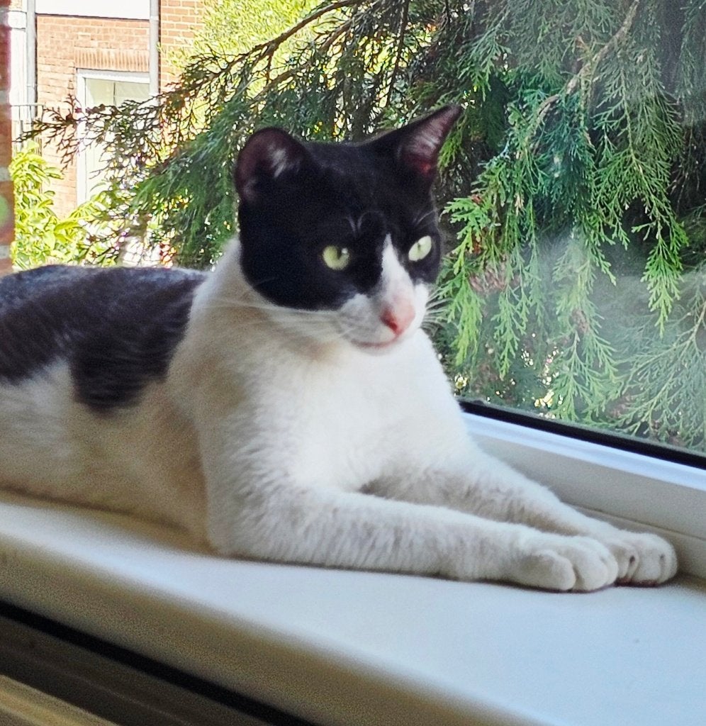 2 zeer lieve knuffelkittens m/v geholpen/getest/chip/ingeent, Meerdere dieren, Kortharig, 0 tot 2 jaar