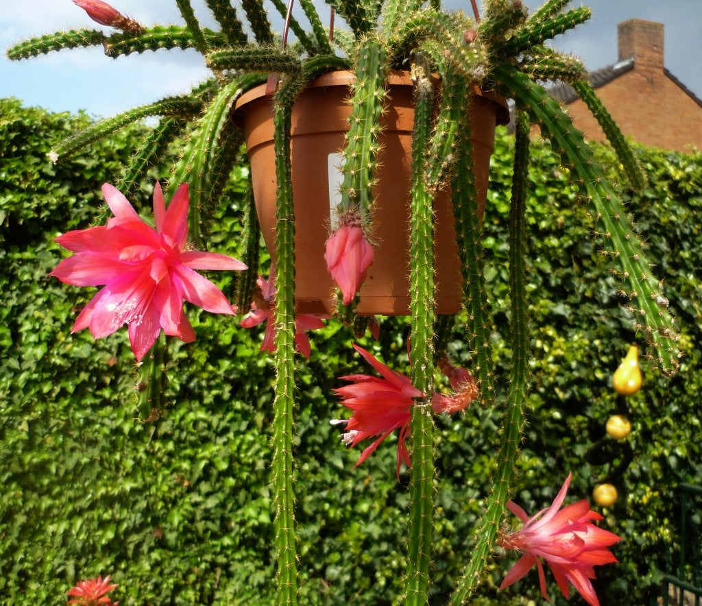 Aporocactus mallisonii = staart of slangencactus, Ophalen of Verzenden, Cactus, Volle zon, Minder dan 100 cm