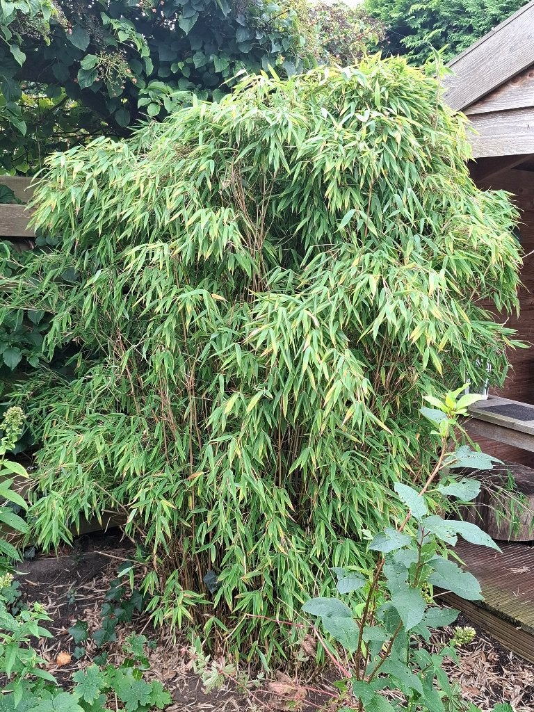 bamboe 200 cm, Ophalen, Bloeit niet, Halfschaduw, Overige soorten
