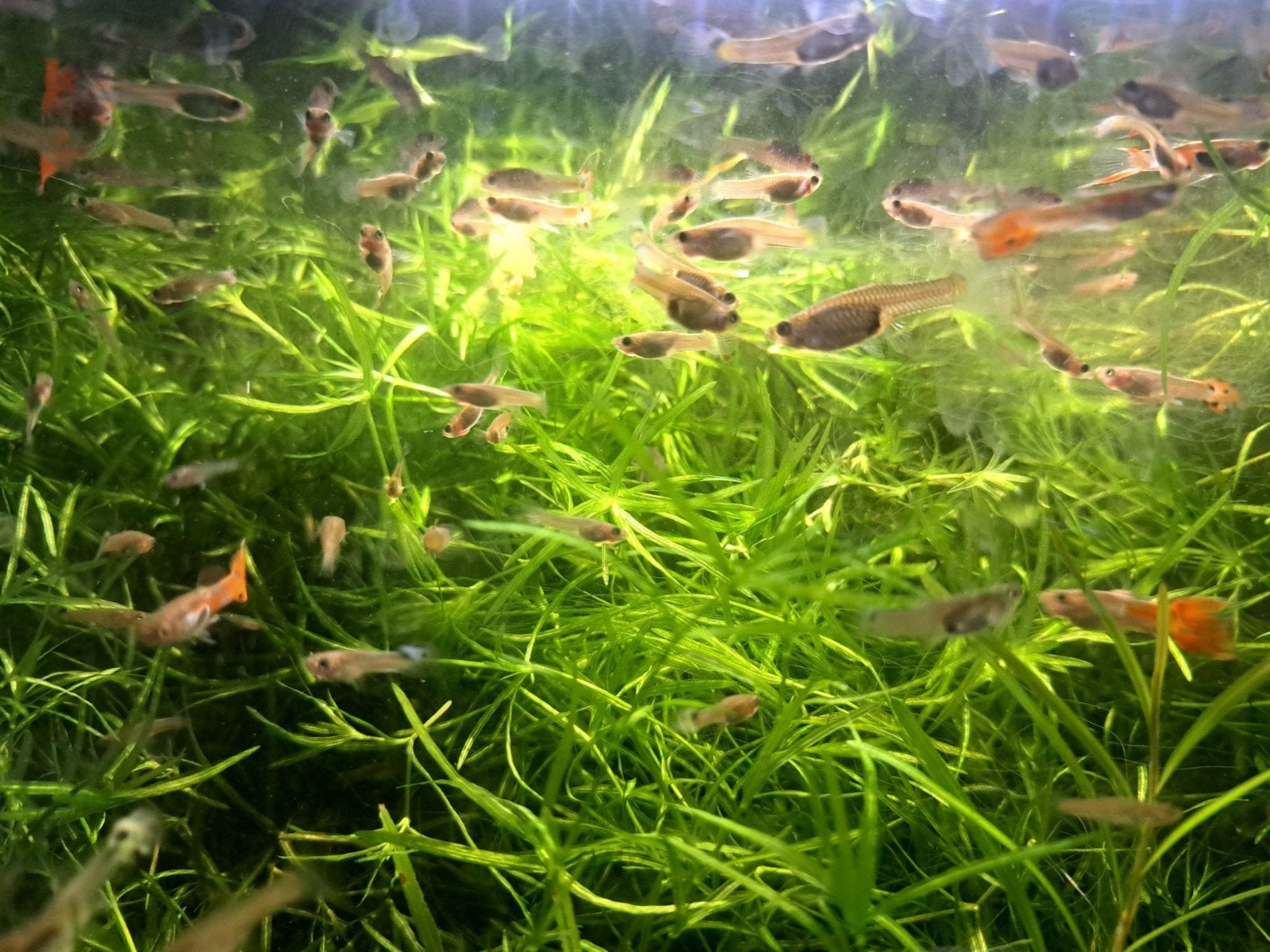 Kleurrijke Hybride Endler x Guppy (Wingei x Reticulata), Dieren en Toebehoren, Vissen | Aquariumvissen