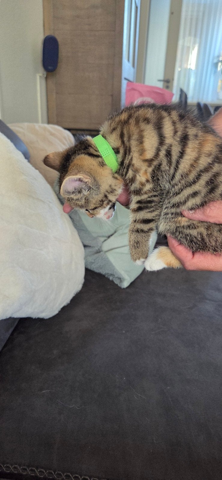 Maine Coon kruising, poes, kitten groen bandje  mag meteen m, Poes, Kortharig, 0 tot 2 jaar