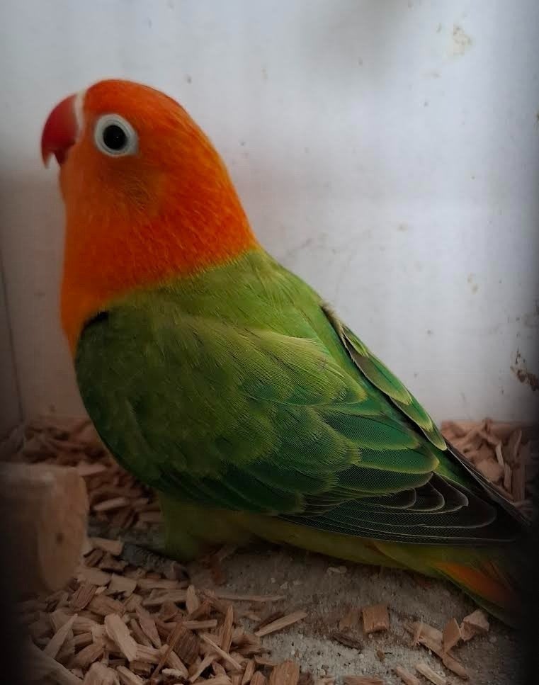 mooie Agaponis Fischerie pop., Dieren en Toebehoren, Vrouwelijk, Dwergpapegaai of Agapornis, Geringd