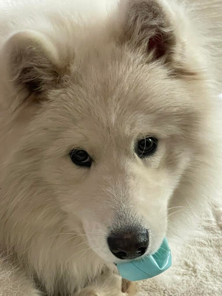 Samojeed reu Ecko, België, Particulier, Reu, 1 tot 2 jaar