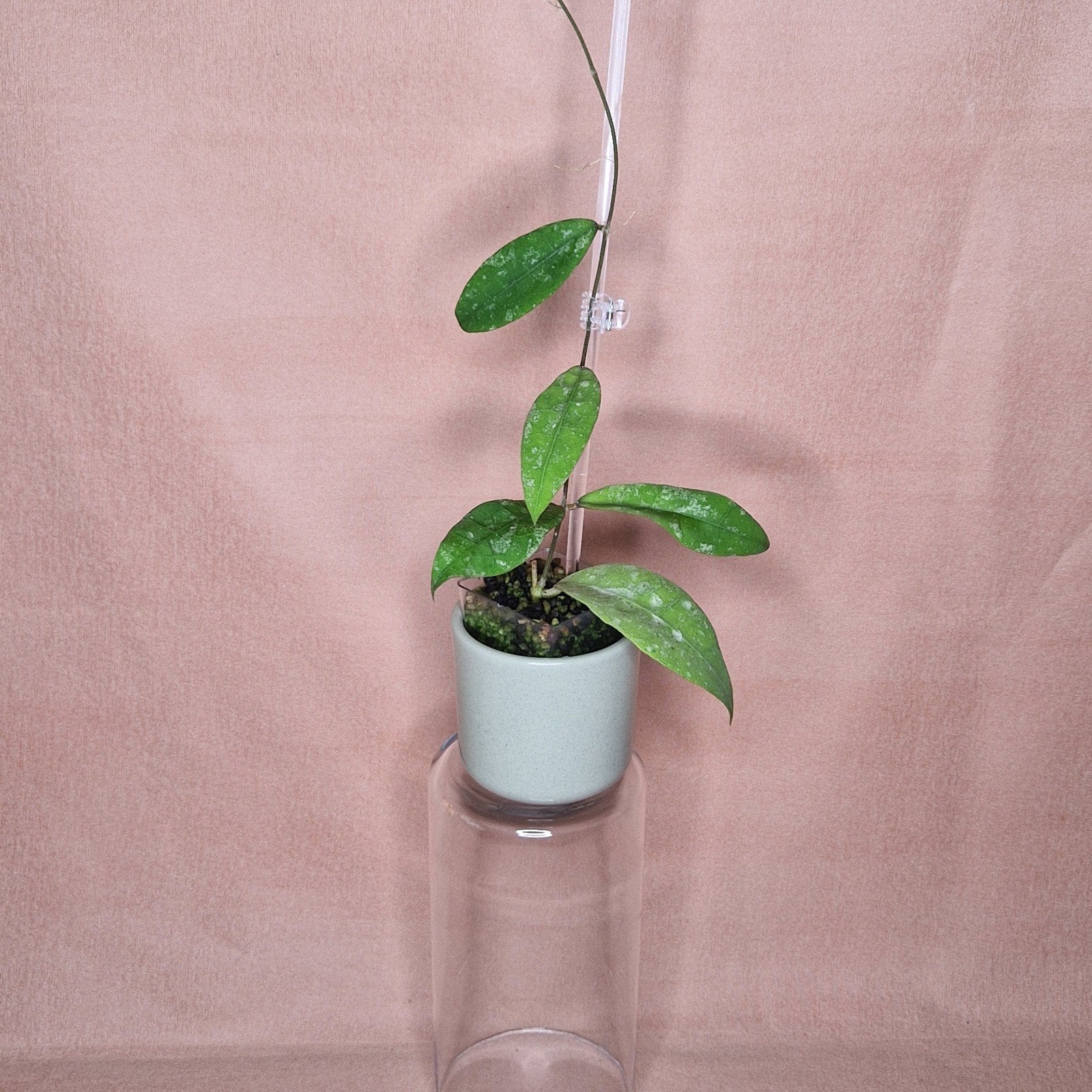 Hoya Lambii Splash 1, Verzenden, Overige soorten, Halfschaduw, Minder dan 100 cm