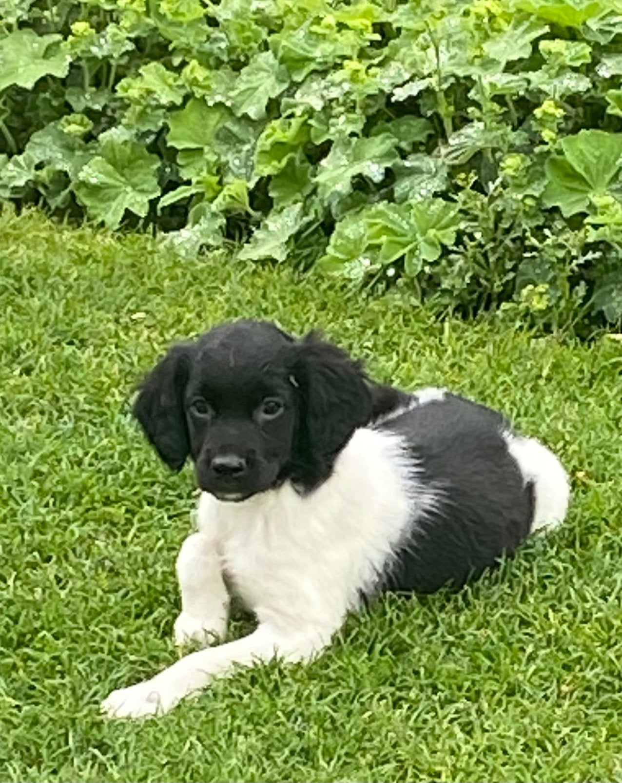 Prachtige FRIESE STABIJ x HEIDEWACHTEL pups, Parvo, Nederland, 8 tot 15 weken, Meerdere