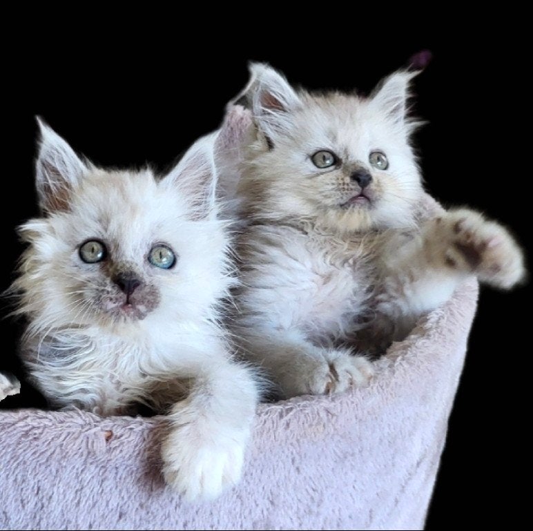Maine Coon kittens ID/Stamboom, Poes, Ontwormd