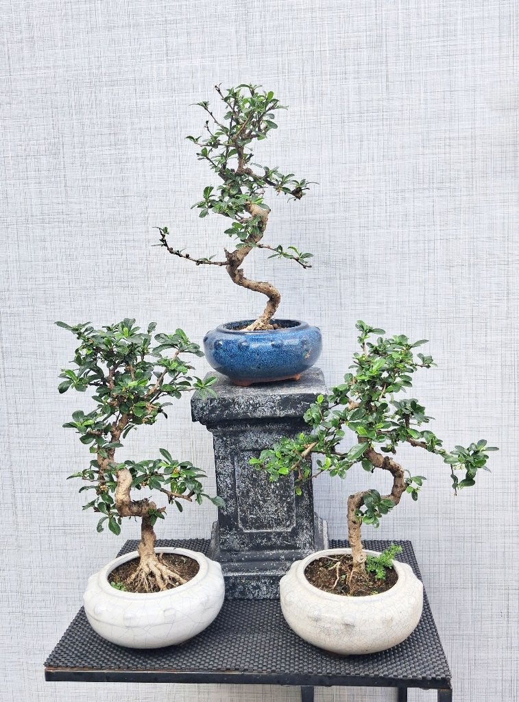3 Bonsai Carmona Macrophylla Bonsai- Fukien Thee, Huis en Inrichting, In pot, Minder dan 100 cm, Bloeiende kamerplant, Bonsai