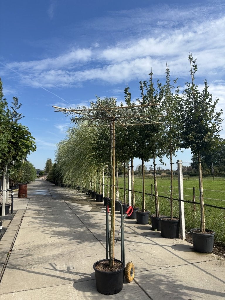 Pyrus pendula dakboom 220 cm – 8/10, 10/12, 12/14, Tuin en Terras, Planten | Bomen, In pot, Halfschaduw, Ophalen of Verzenden