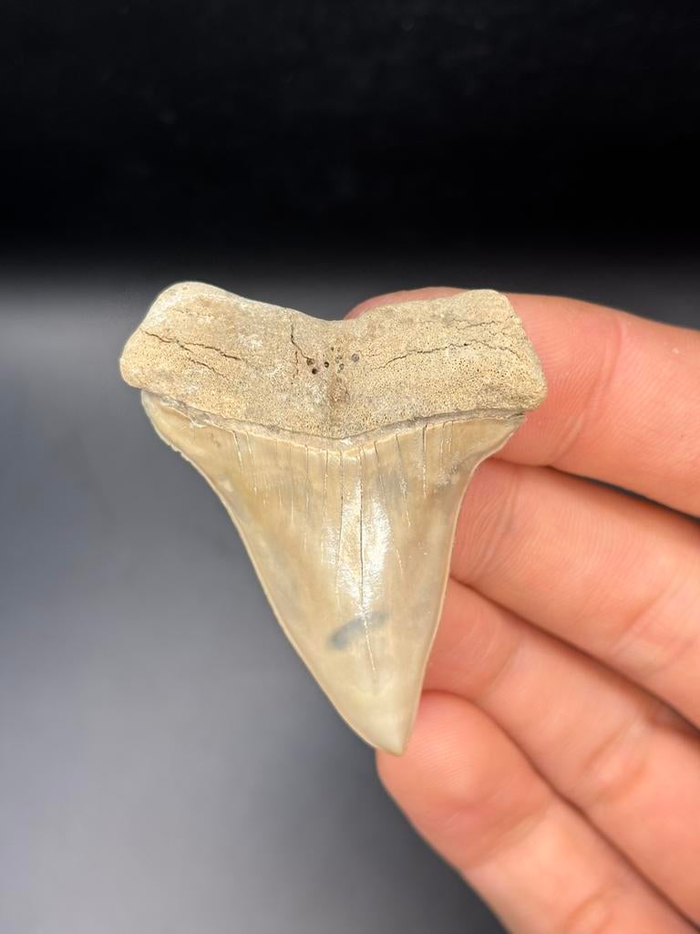Mako fossiele haaientand Lee Creek, Verzamelen, Mineralen en Fossielen, Ophalen of Verzenden, Fossiel