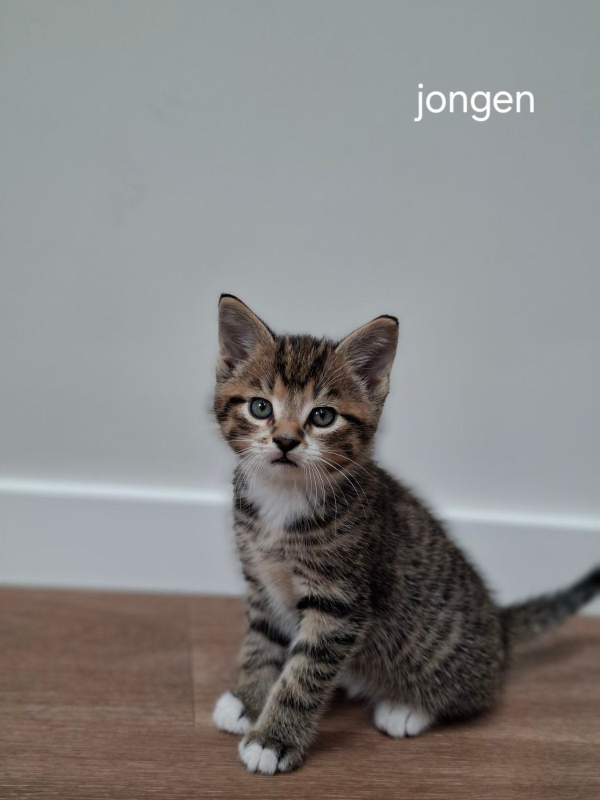 Echte boerderij kittens! Nog 2 katers, Meerdere dieren, 0 tot 2 jaar