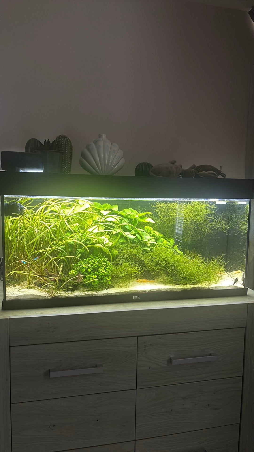 Aquarium 180 rio, Dieren en Toebehoren, Ophalen, Inclusief planten, Juwel, Gevuld zoetwateraquarium