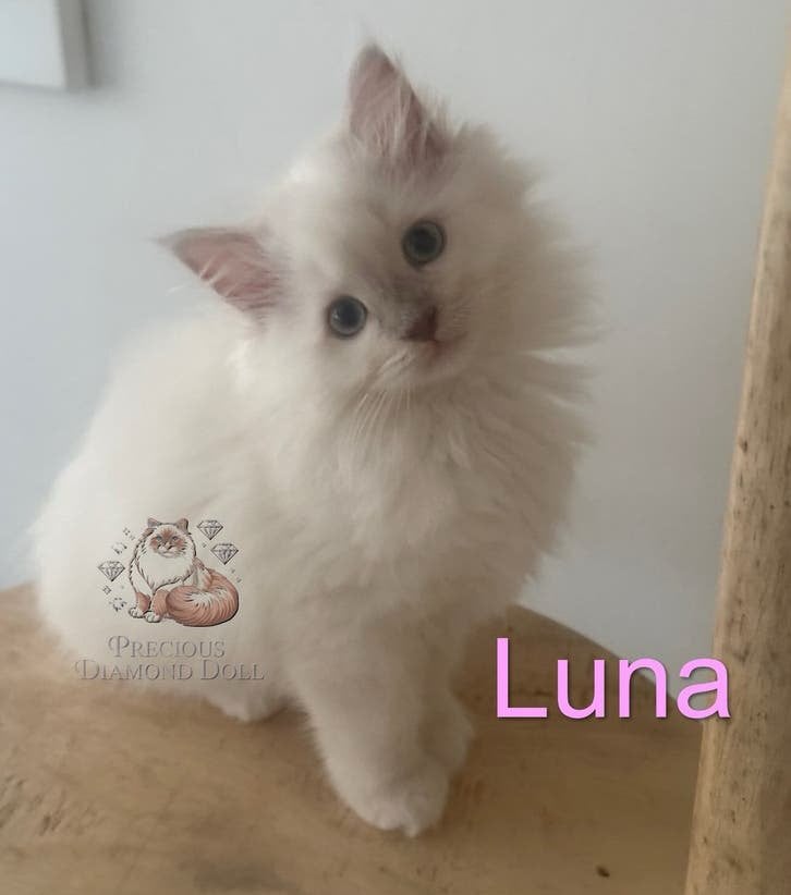 Laatste Ragdoll kitten met stamboom mag verhuizen!, Meerdere dieren, Met stamboom, 0 tot 2 jaar
