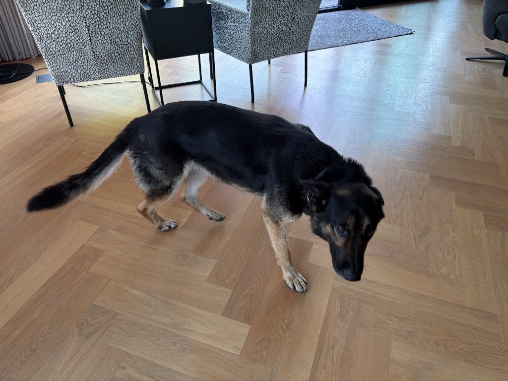 Duitse Herder, 6 jaar of ouder, Reu, Eén hond, Herder