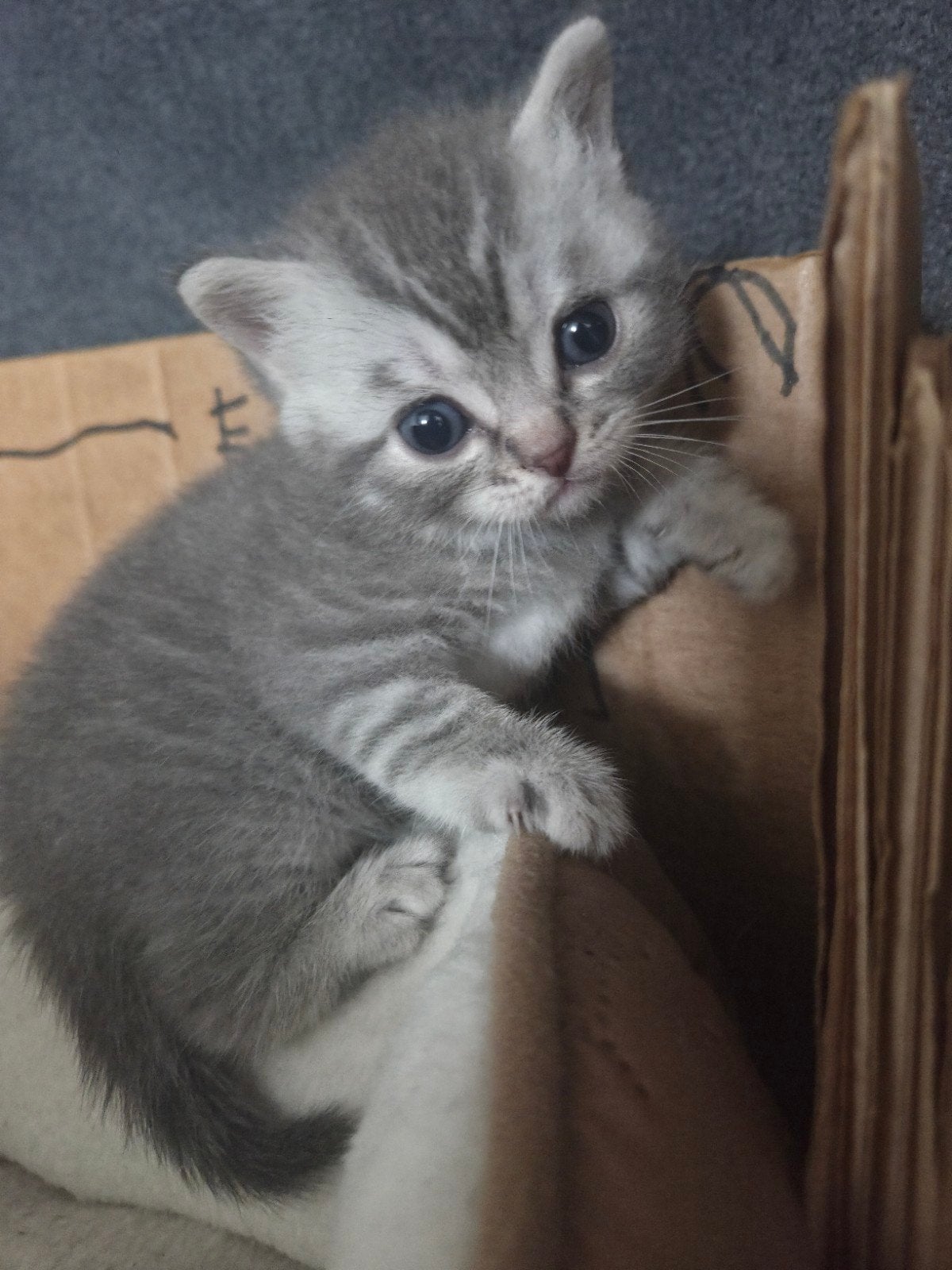 Britse korthaar kittens, Meerdere dieren