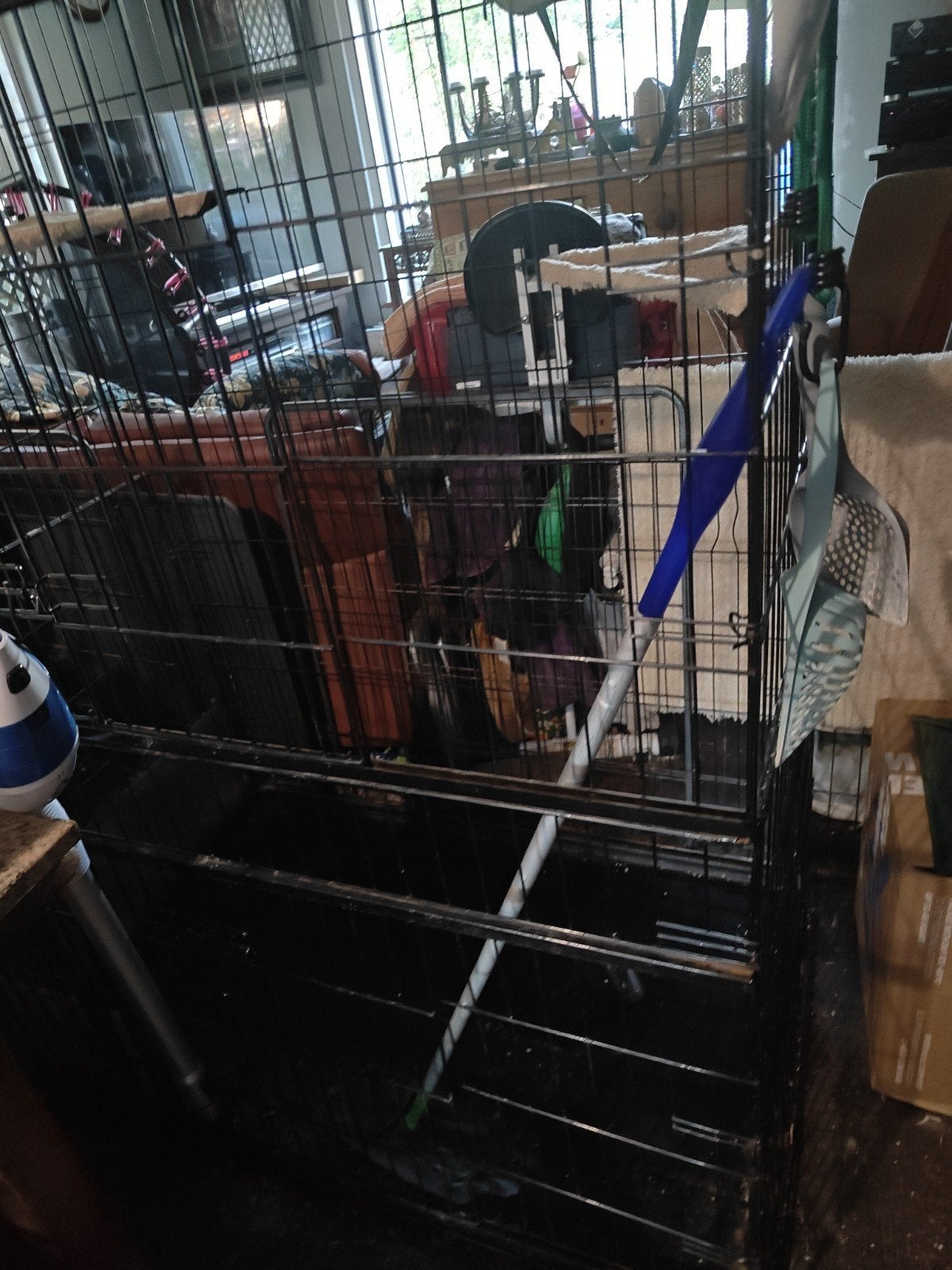 Kattenren, Dieren en Toebehoren, Ophalen, Gebruikt