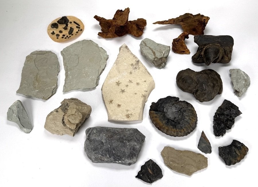711. Diverse fossielen en mineralen – prehistorie