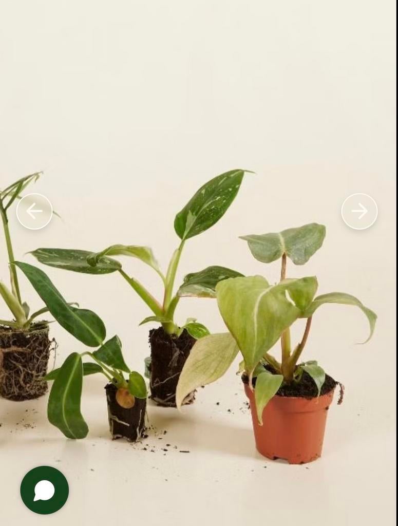 Gratis of goedkope stekjes gezocht in Breda!, Huis en Inrichting, Overige soorten, Minder dan 100 cm, Groene kamerplant, Halfschaduw
