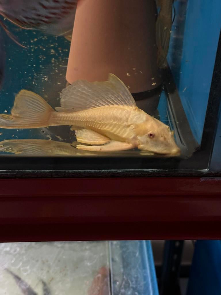 Albino Gibbiceps zeilvin pleco, Dieren en Toebehoren, Vis, Zoetwatervis