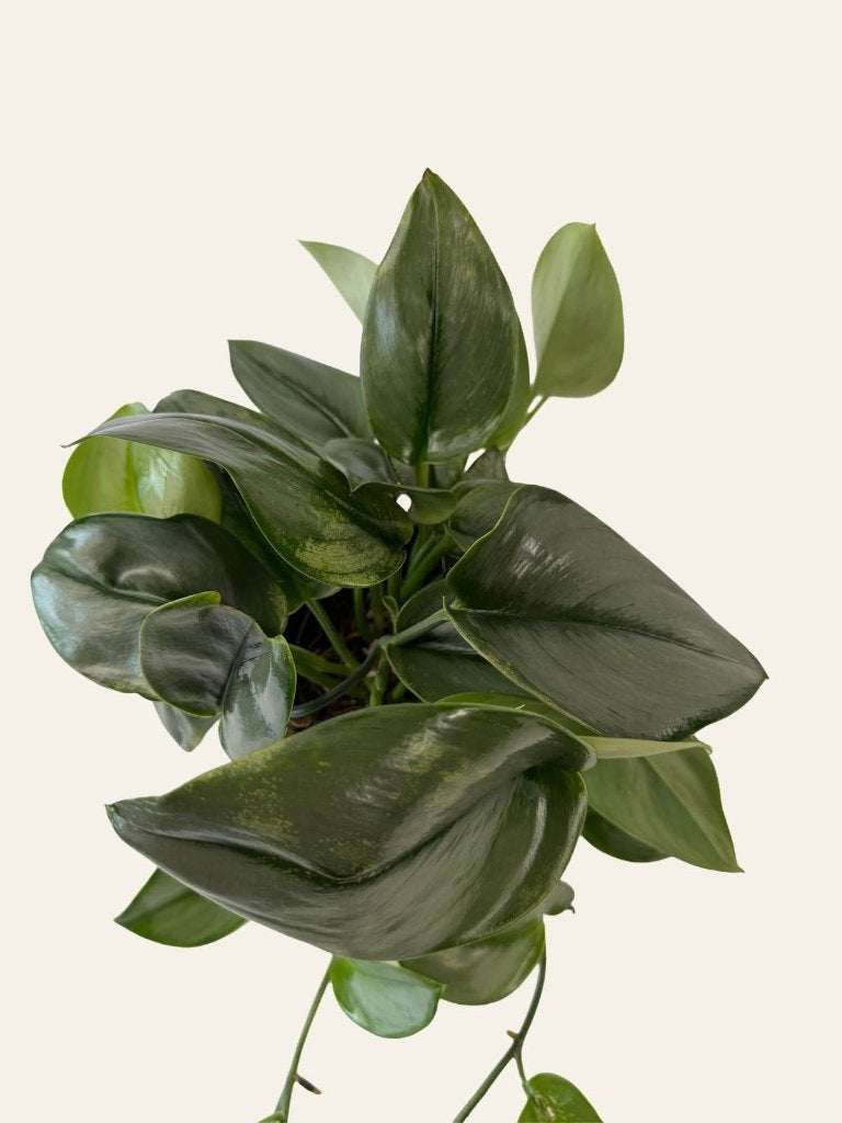 Scindapsus Moonlight p12, Huis en Inrichting, Kamerplanten, Ophalen of Verzenden, Halfschaduw, Minder dan 100 cm