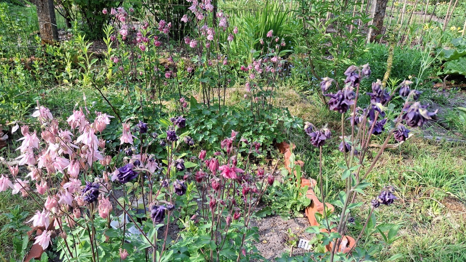 Uit de biologische moestuin: Akelei, zaad., Ophalen of Verzenden, Gehele jaar, Halfschaduw, Zaad