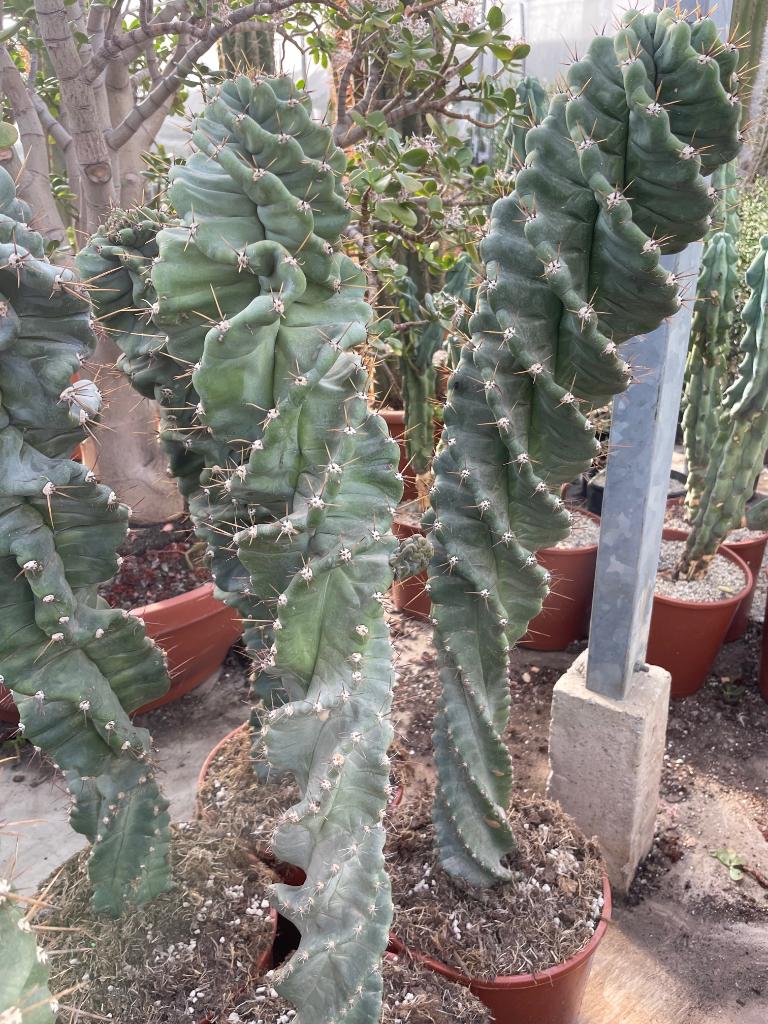 Cactus Cereus Forbesi in de 25 cm pot, Ophalen of Verzenden, Minder dan 100 cm, Bloeiende kamerplant, Volle zon