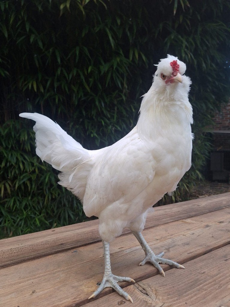 Araucana haan, Mannelijk, Tam