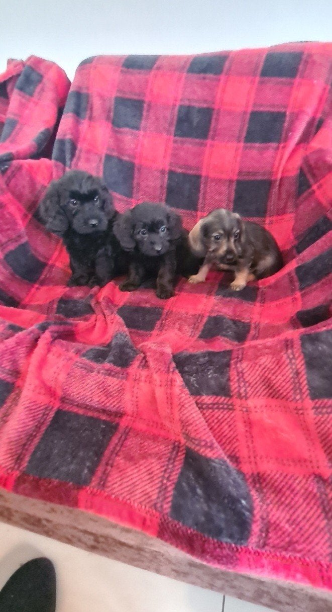Ruwhaar dwergteckel x dwergpoedel puppies, Doxiepoo!, Dieren en Toebehoren, Parvo, 8 tot 15 weken, Meerdere, Meerdere dieren