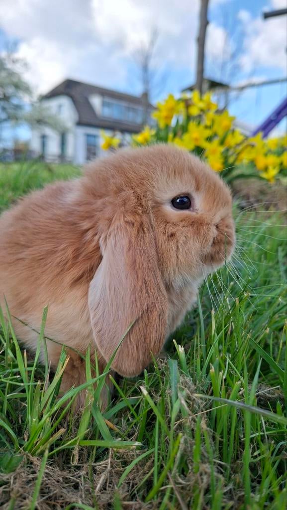 Jonge Franse Hangoren oranje, zwart en bond, Dieren en Toebehoren, Konijnen, Meerdere dieren, Groot