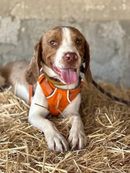 lieve beagle jack, Dieren en Toebehoren, Honden | Retrievers, Spaniëls en Waterhonden, 1 tot 2 jaar, Buitenland, Parvo, Eén hond