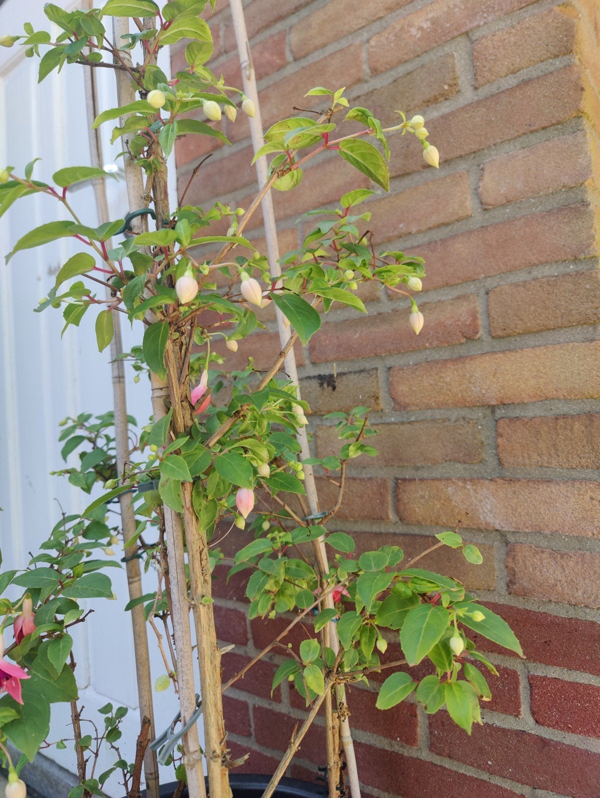 Fuchsia, Ophalen, Zomer, Overige soorten, Halfschaduw