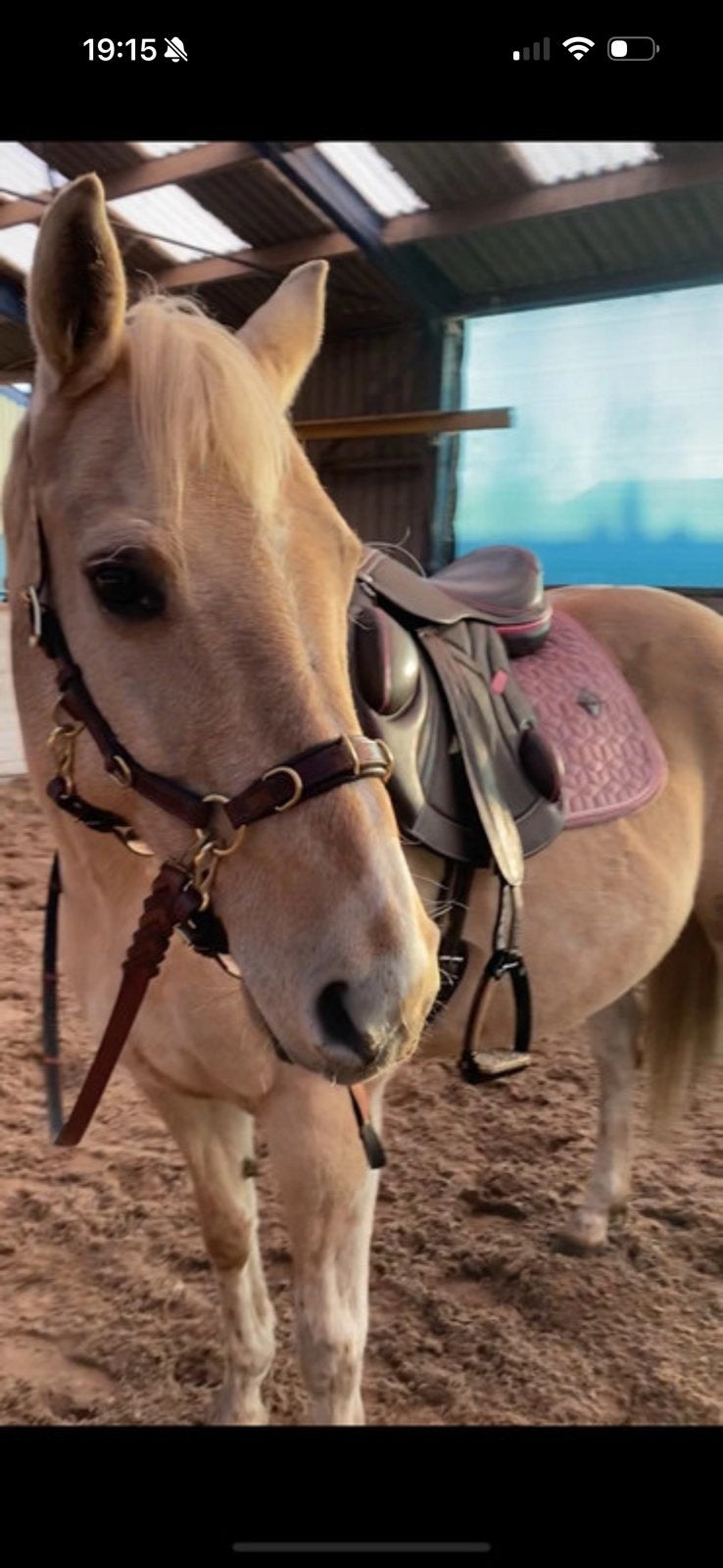 Humand and horse hoofdstel, Hoofdstel, Bruin, Recreatie, Zo goed als nieuw