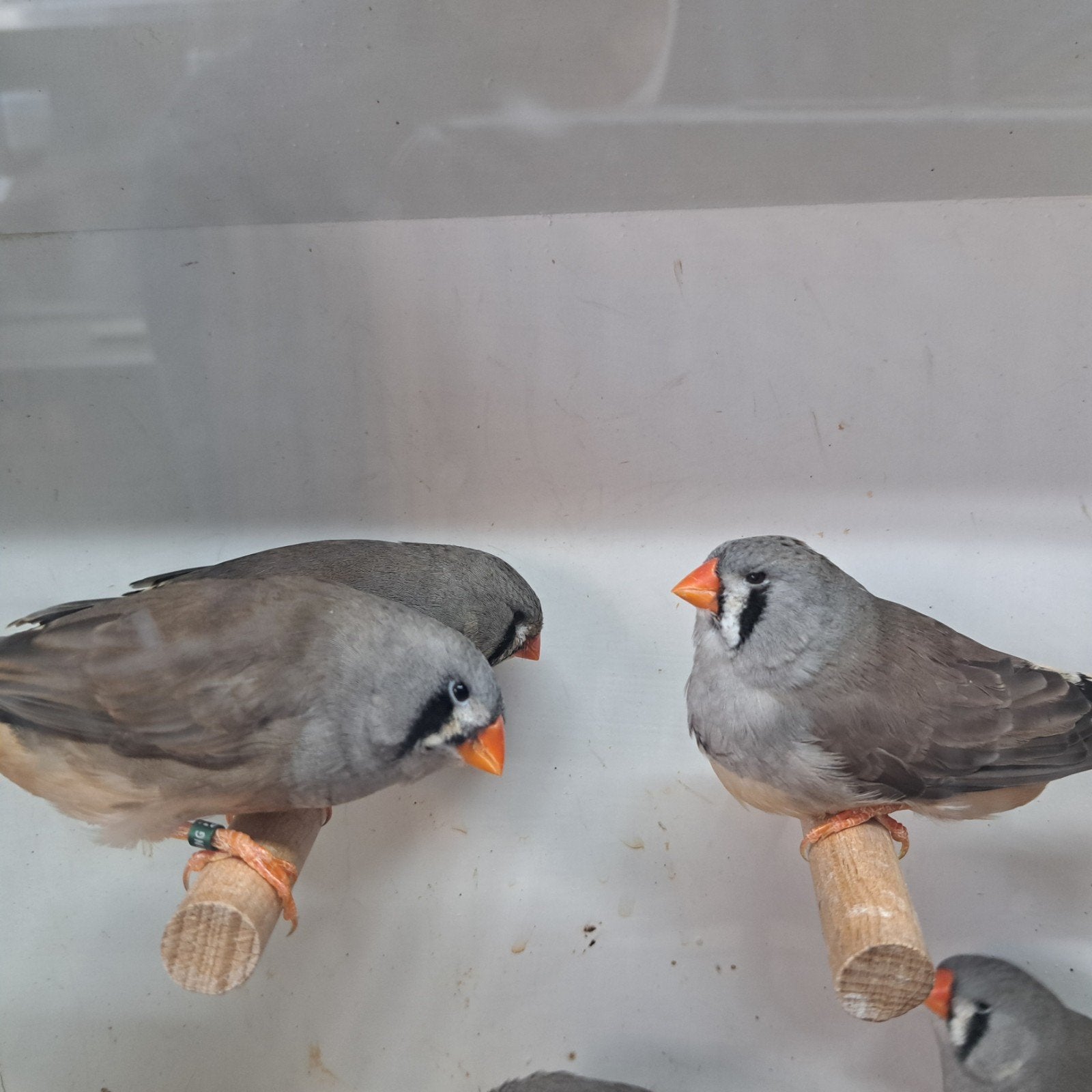 TE KOOP MOOIE JONGE ZEBRAVINK MOOI FORMAAt POPPEN LEES VERDE, Dieren en Toebehoren, Vrouwelijk