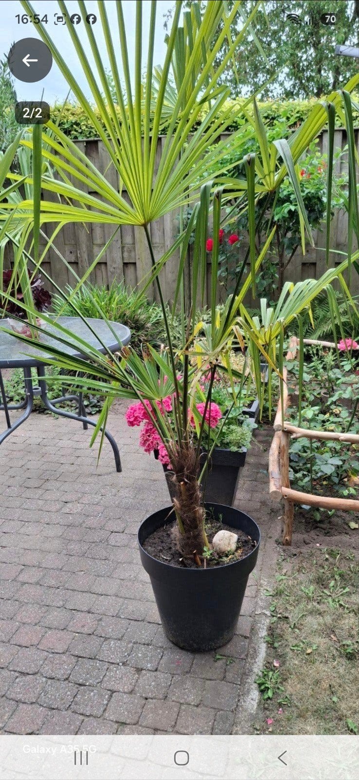 Trachycarpus Fortunei - Winterharde Palmboom, Overige soorten, Volle zon, Vaste plant, Ophalen of Verzenden